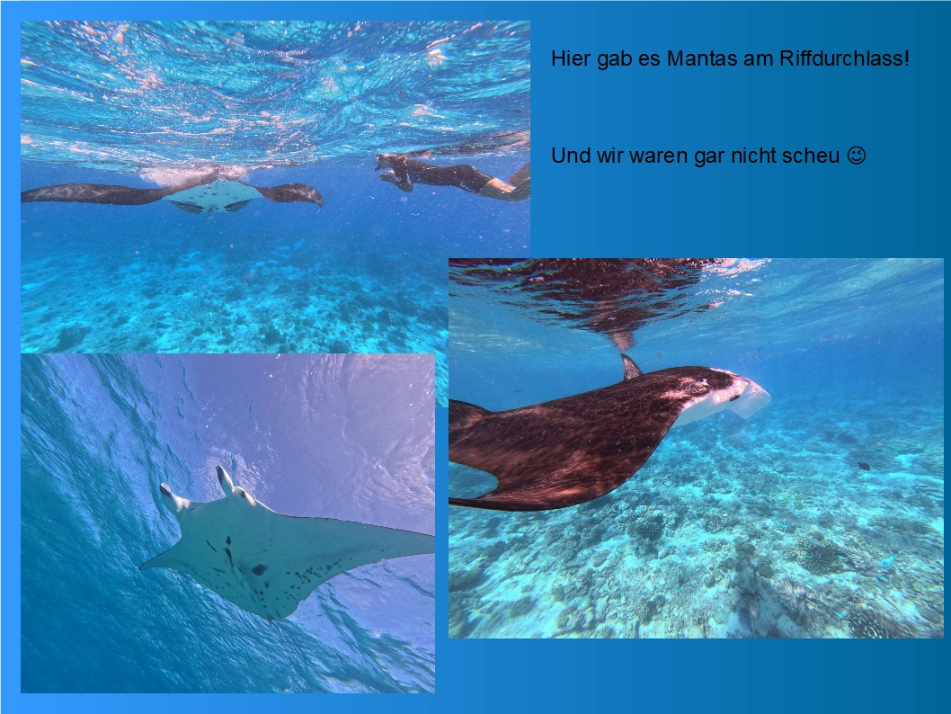 Collage mit Manta-Bildern